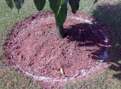 How To Fertilize Fruit Trees 3