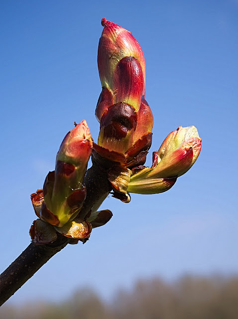 Closeup of stickly bud as it is just starting to unfurl