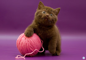 funny cats, cute cat pictures, kitten playing with wool ball