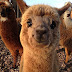 This Cute Smiling Alpaca