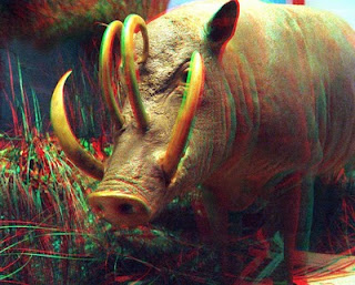 Babirusa = Babi + Rusa