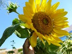 Bunga Matahari Bunga Matahari : Hari 3: Kenangan Terindah Di Ladang Bunga Matahari di ... - 1 sendok makan minyak bunga matahari mengandung setidaknya 8,9 gram asam linoleat, yang merupakan omega 6.