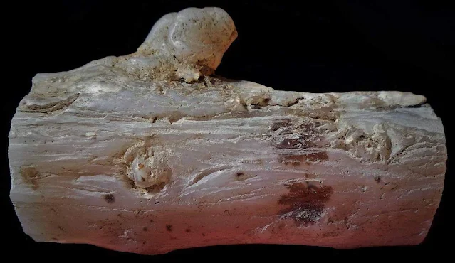 Agate Limb Cast from John Day Formation, Congleton Hollow, near Post/Paulina, Crook County, Oregon