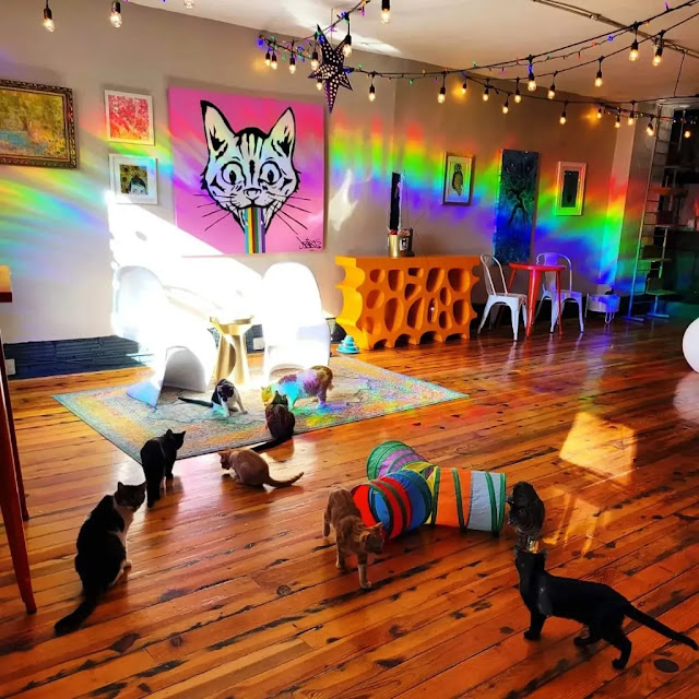 Cat Cafe Charlotte
