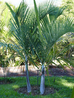 Dypsis saintelucei - Dypsis de Sainte-Luce