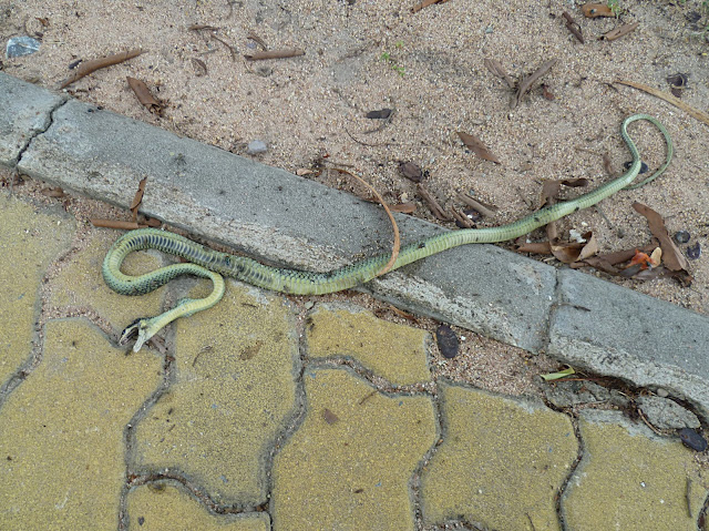 Змея в Таиланде