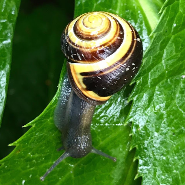 Yellow and Brown Snail on Leaf Ireland