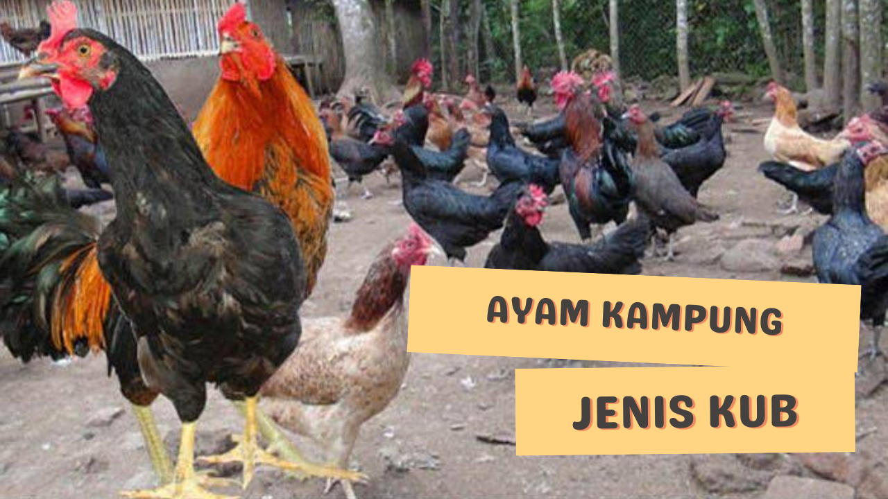 https://www.kerjaayam.com/2022/08/mengenal-ayam-kampung-jenis-kub-dan.html