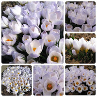 Крокус ботанический (Crocus species) 'Blue Pearl'