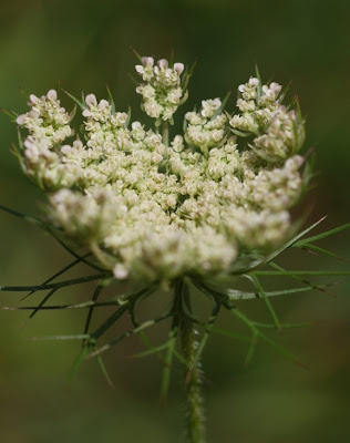 Queen Anne's lace umbel unfolding