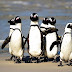 15 octombrie 2022: Ziua de Conștientizare a Pinguinului African