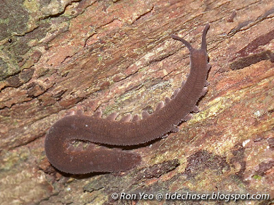 Velvet Worm (Phylum Onychophora)