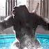 Gorilla Dances To ‘Maniac’ And Another ‘Flashdance’ Star Is Born