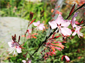 Flores del Jardín Alpino en el Jardín Botánico de Montreal