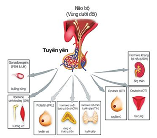 Vai trò của Tuyến yên trong đó có FSH+LH và Prolactin (tuyến vú)