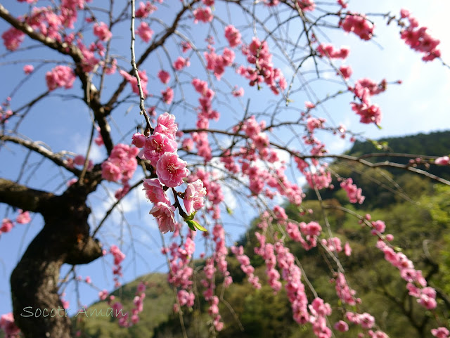 Prunus mume