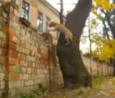 TreT - Parkour Dog From UKRAINE Seen On www.coolpicturegallery.us