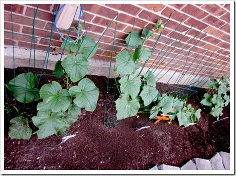 cukeplants