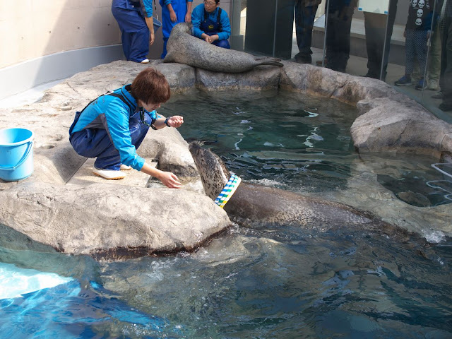 男鹿水族館GAO アザラシ