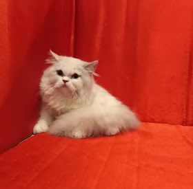Alfa Pets Kucing