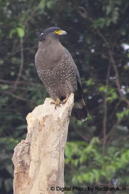 Crested Serpent-Eagle