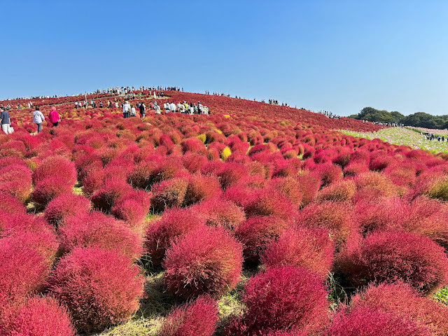 國營常陸海濱公園掃把草