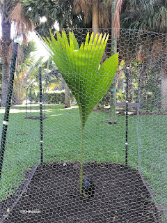 first leaf, double coconut, Lodoica maldivica