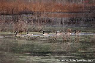 Canada Geese