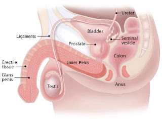 Penis Inside The Body