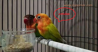 Ingin Seting Untulan Burung Lovebird - Cara yang Benar Settingan Untulan Burung Lovebird