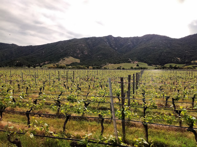 Viñedo Apalta, Valle Apalta, Colchagua, Chile