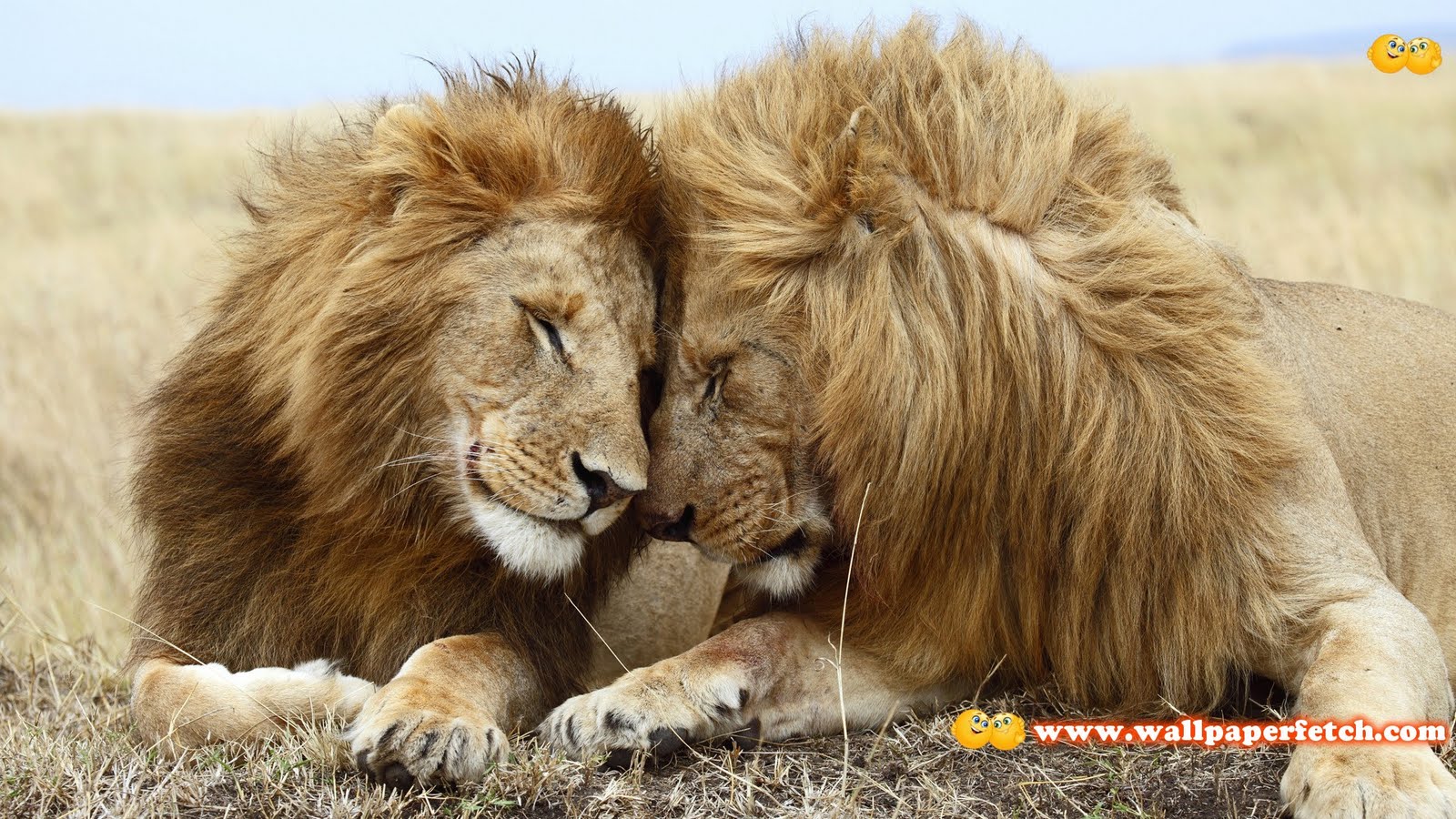 https://blogger.googleusercontent.com/img/b/R29vZ2xl/AVvXsEg9yR40mW_O2gmKeyY5iR_MWN5hKTA6qkYEKHzuO3soDTaB7EkjRFc6Joj96TcGZLKeQBNOF8yP5tFeVVqJOZXwpOZvpRoyd3h-byGzjJkRK04n9iHBiDYK0rlV8PXETIB1XghE21mrt54/s1600/SuperPack_Beautiful_Animals_HD_Wallpapers_Part_6.72.JPG
