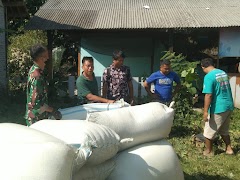 Koramil 15/Pekuncen Melaksanakan Pendampingan Program Serapan Gabah Petani