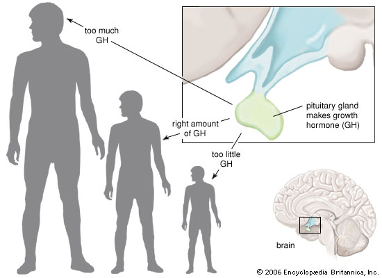 Cara Alami Tingkatkan Hormon Pertumbuhan,hgh,kekurangan hormon pertumbuhan, kelebihan hormon pertumbuhan, hormon pertumbuhan penting, hormon pertumbuhan manusia,hormon,kelenjar pituitary,pituitary gland