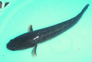 Ikan gabus