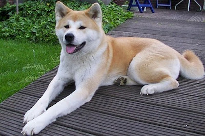 Akita Price, Cost, Money