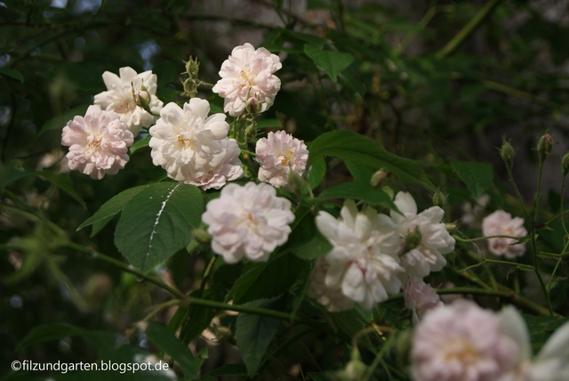 Ramblerrose in Schwarzkiefer