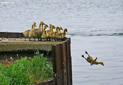 duck flies