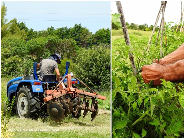 Encanterando con el tractor / Atando las plantas de tomate a los tutores - Chacra Educativa Sta Lucía