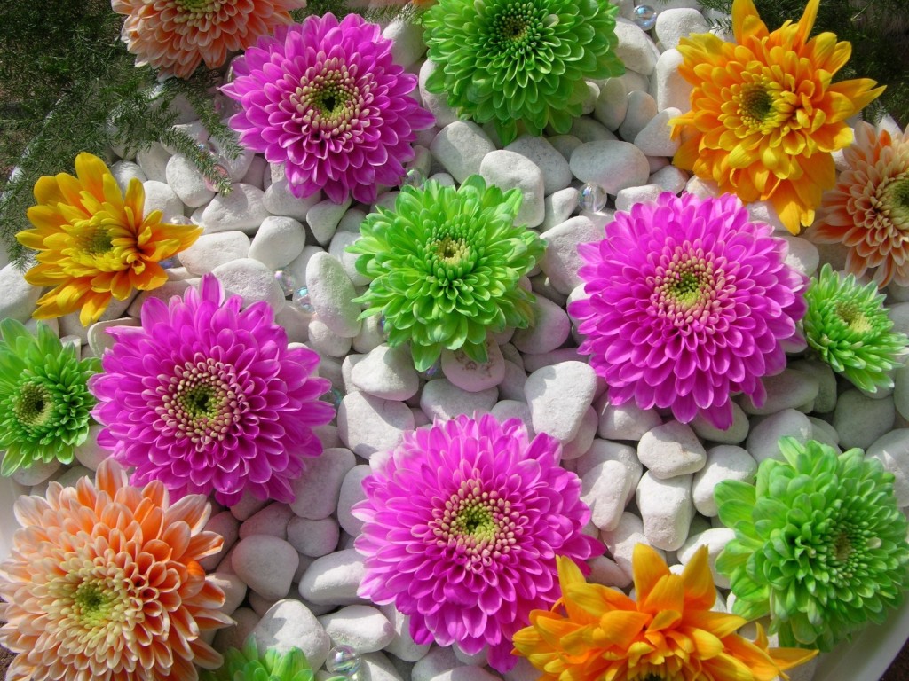 Beautiful-Flowers-HD-Wallpapers-Nature-Flowers-Beautiful-flowers.jpg