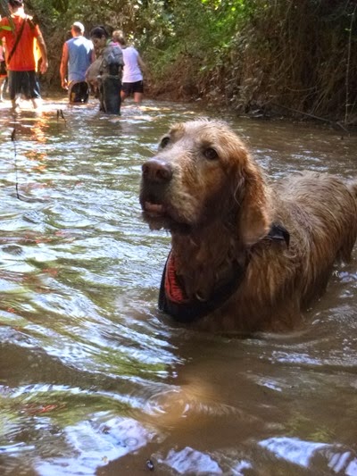 Pets Adventure 18 (11)