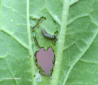 Monarch caterpillar with hole in Milkweed leaf, around Day 4 - © Denise Motard