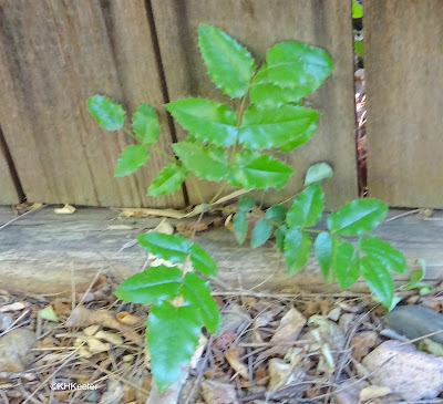 creeping grapeholly Berberis repens