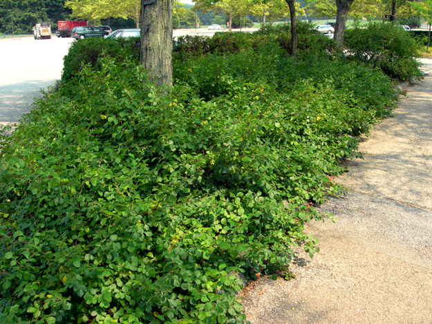 Gro Landscaping Gro Landscaping