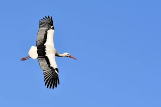 Storks