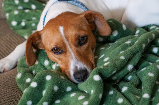 Jack Russell Terrier with her special blanket photo by mbgphoto
