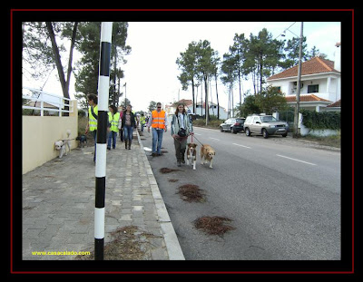 Golden Retriever e Pastor Australiano na Cãominhada