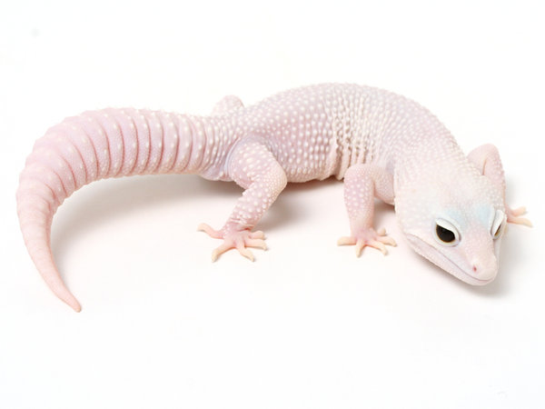 Minority Jenis jenis Morph Pada Leopard Gecko Minority Jenis jenis Morph Pada Leopard Gecko