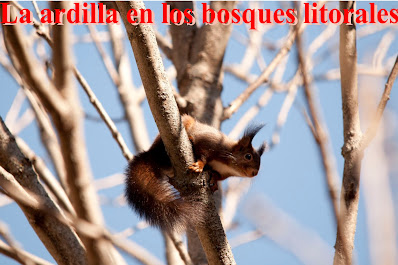 La ardilla en los bosques litorales