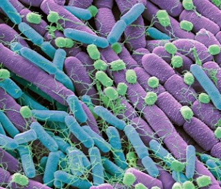 Gambar Bakteri Tanah Berperan Untuk Bioremediasi